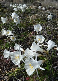 White Hoop Petticoat Daffodil  - Narcissus cantabricus 1 © John Muddeman